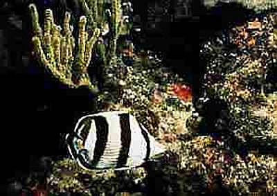 Photo of the Banded Butterfly Fish of the Florida Reef