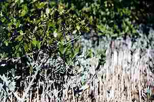 BLACK MANGROVE (Avicenia germinans)
