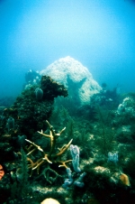 Photo of bleached coralhead