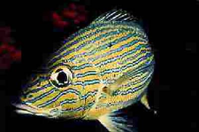 Picture of a Bluestripped Grunt