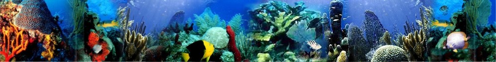 Craig Quirolo's Reef Relief Image Archive Photos of over 10,000 Free Florida Reef Photos