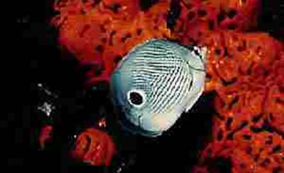 Photo of a Foureye Butterfly Fish