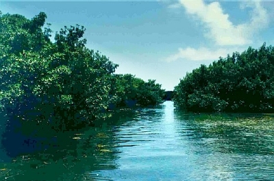 Photograph of Mangroves living in waterway
