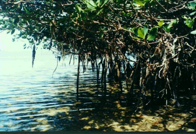 Mangroves produce nutrients for other forms of underwater life