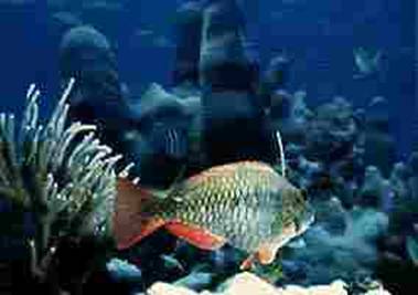 Redband Parrotfish picture