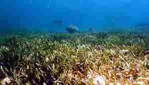 Underwater Seagrass keeps silt and other sediment from clouding our waters.