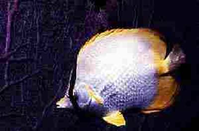 Spotfin Butterflyfish picture