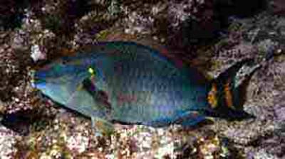 Picture of Stoplight Parrotfish