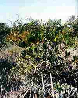 WHITE MANGROVES (Laguncularia racemosa)