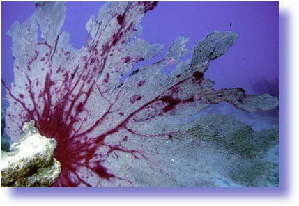 Purple Sea Fan suffering from Aspergillosis.