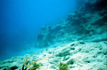 Sediment made up of Calcium Carbonate on the sea bottom.