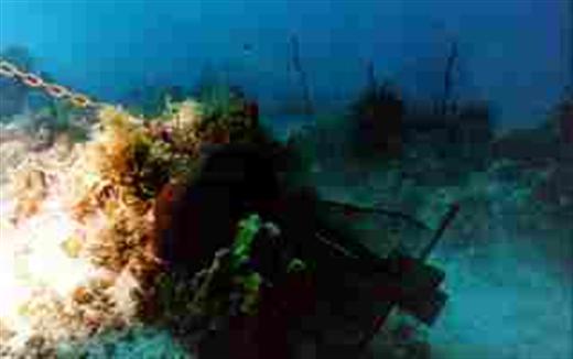 Boat anchors quickly cause devestation to the reefs