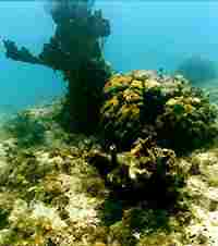 Photo of effects of nuisance algae on coral.